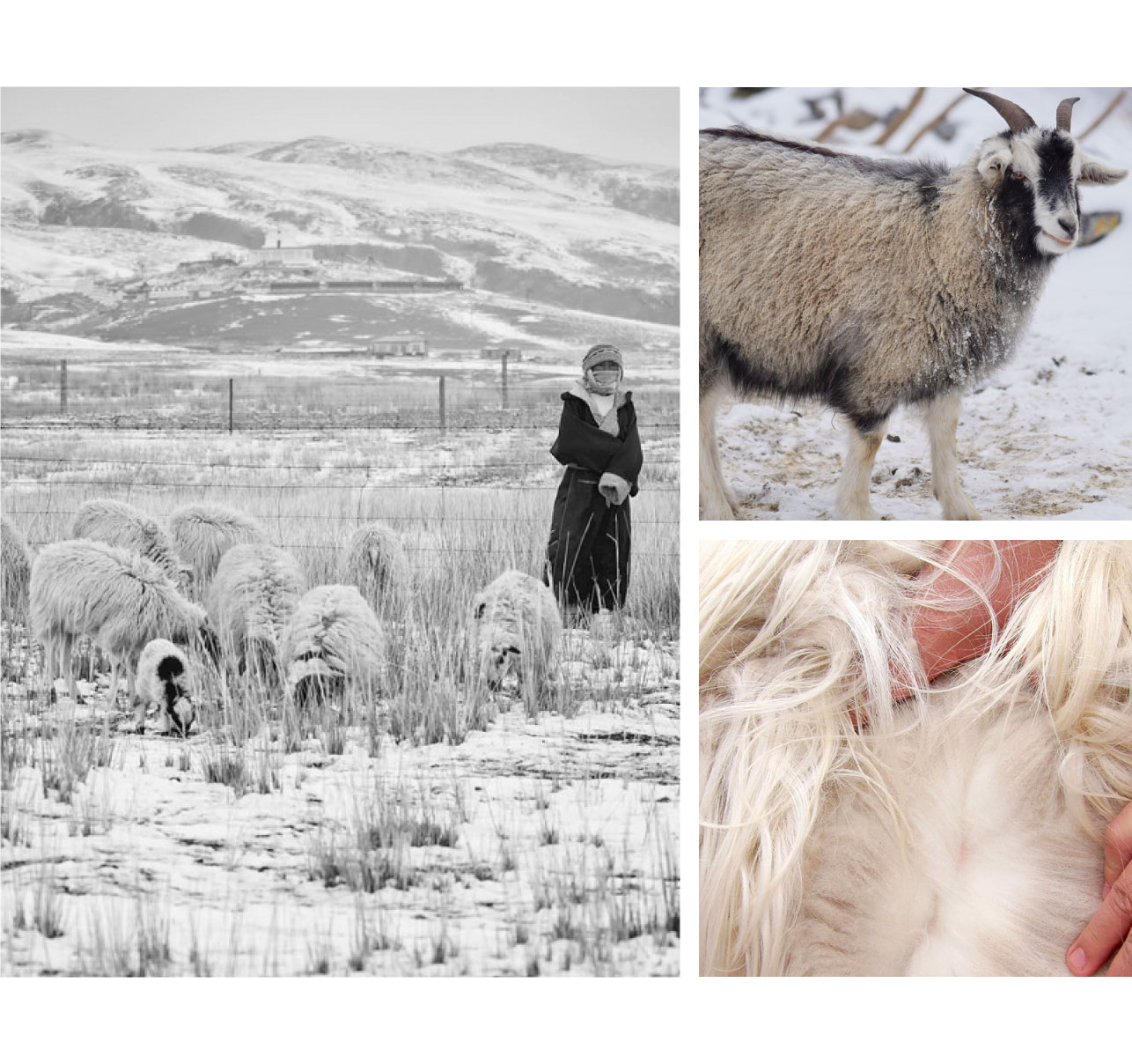 Mongolian Cashmere Goats