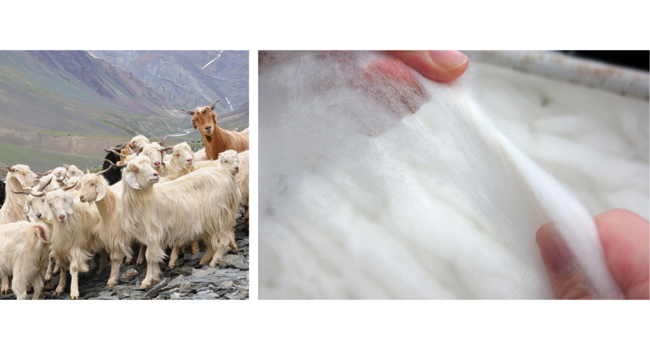 Mongolian Cashmere Goats