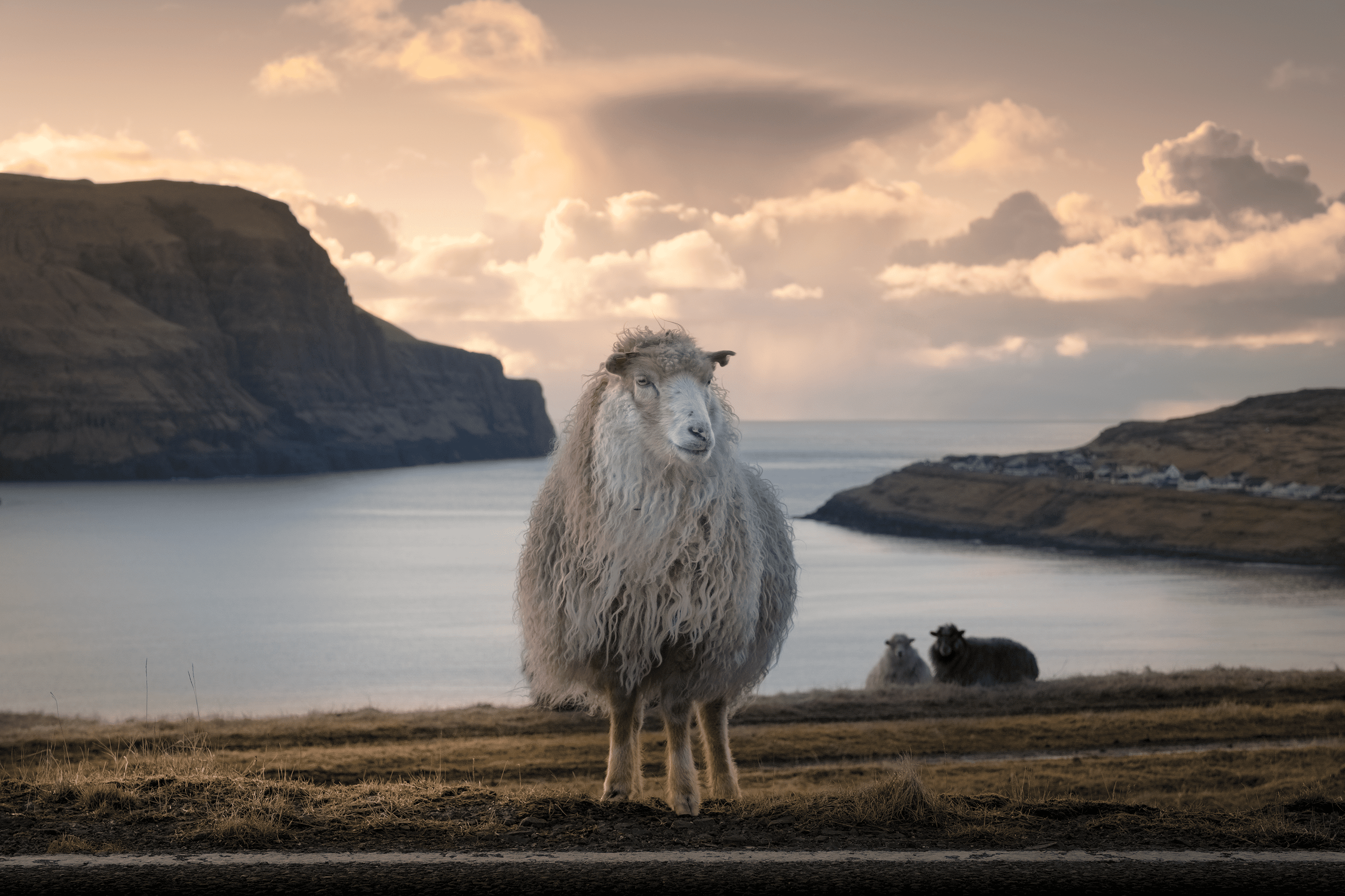 Shetland Sheep "The Good Shepherd"