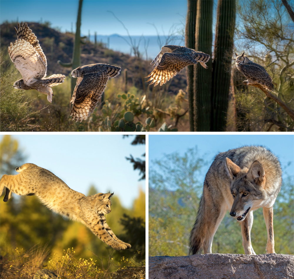 Earth Day 2020: Owl, Bobcat and Coyote