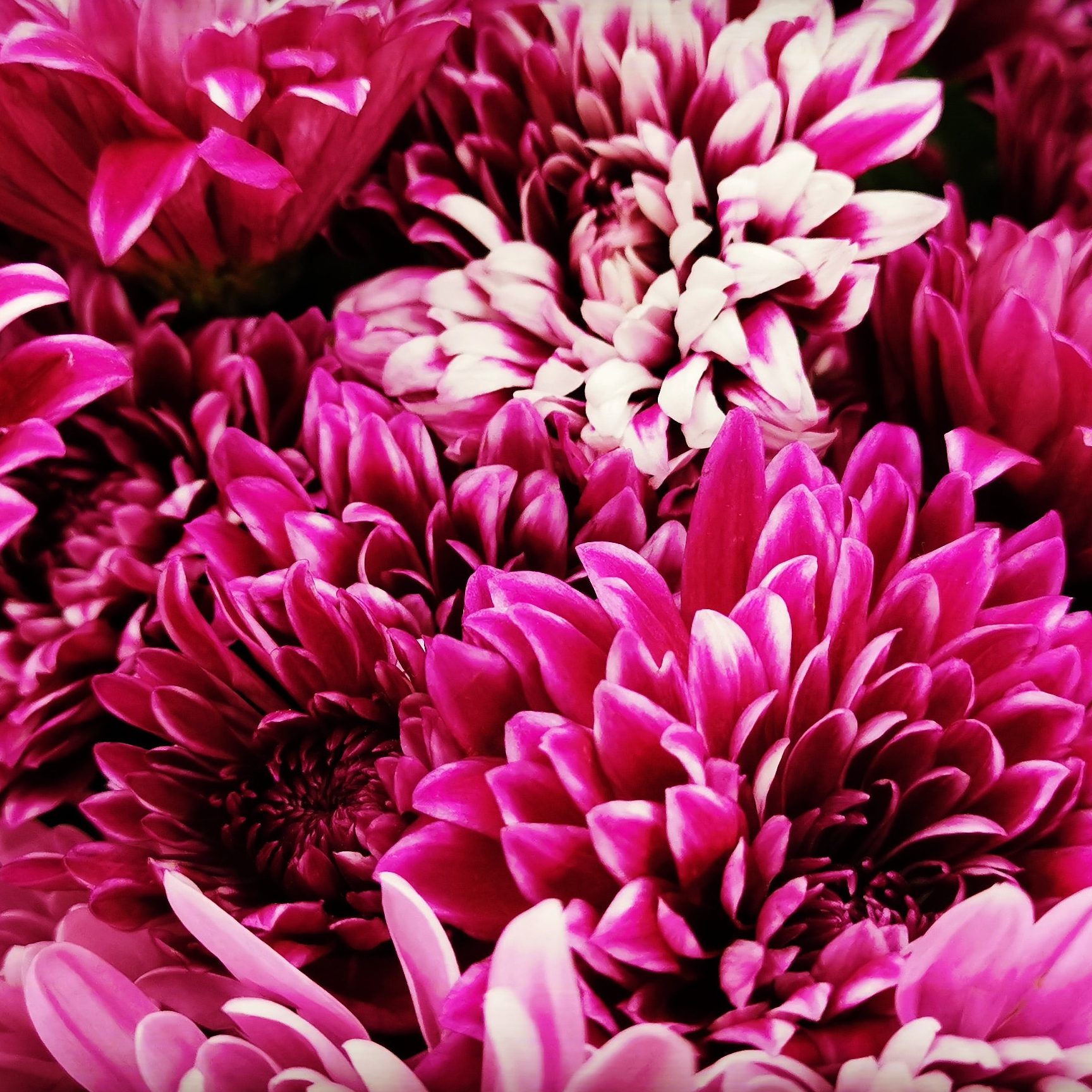 Magenta Chrysanthemum Flowers