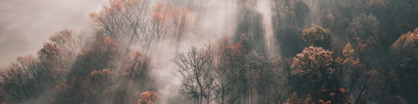 header banner forest fall