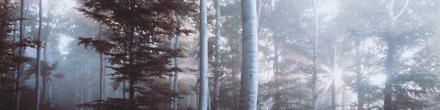 collection-banner-forest